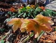 Sulle nevi del Monte Zucco da S. Antonio Abbandonato il 20 febbraio 2026 - FOTOGALLERY